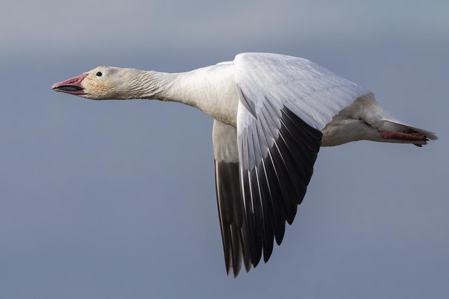 Snow Goose flying 2987s